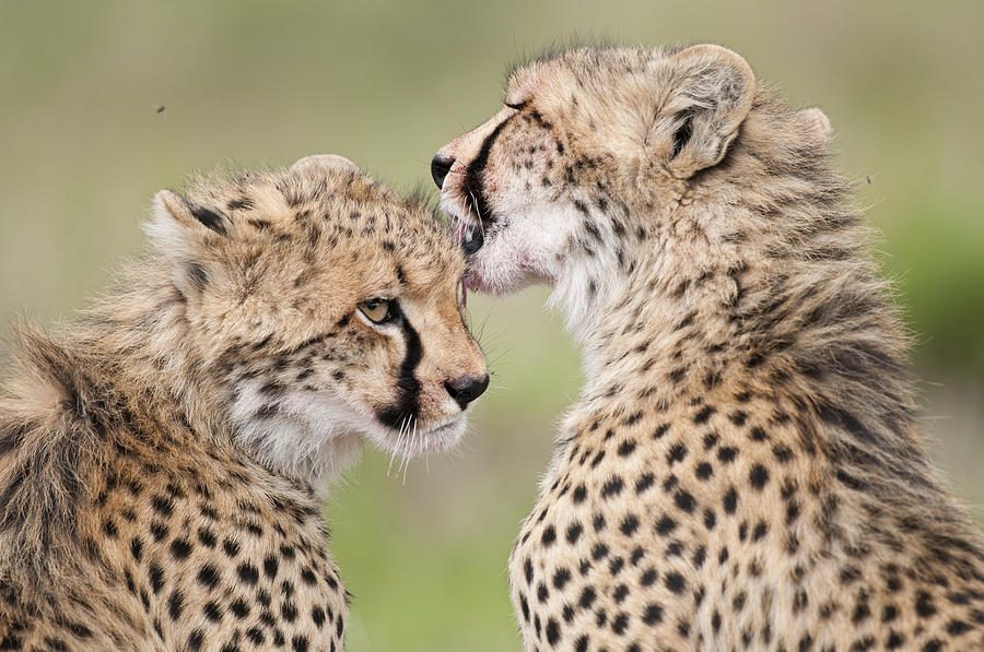 Cheetah Cubs Grooming Kenya #1 Photograph by Tui De Roy