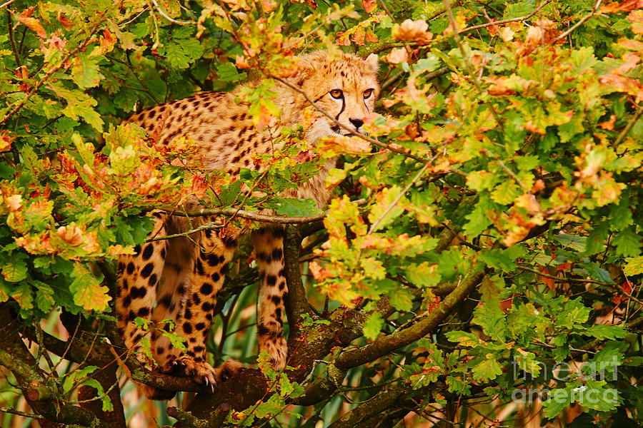 Cheetah in a tree #1 Photograph by Nick  Biemans