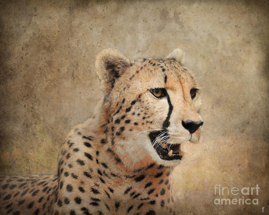 Cheetah #2 Photograph by Jai Johnson
