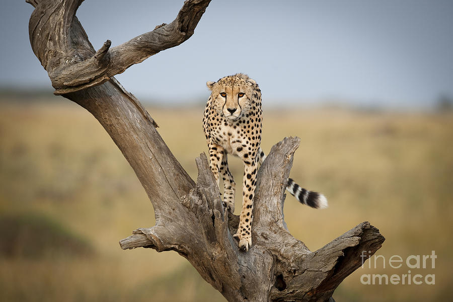 Cheetah #1 Photograph by John Shaw