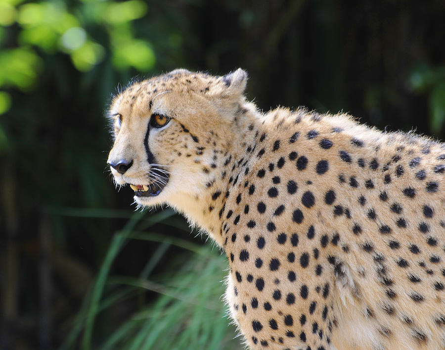 Cheetah #1 Photograph by Keith Lovejoy