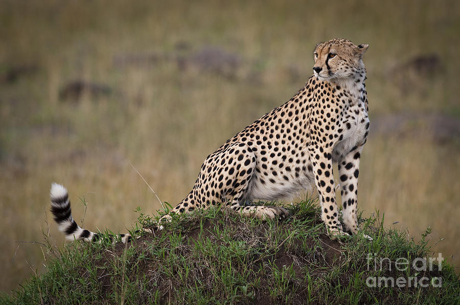 Cheetah On Termite Mound #1 Photograph by John Shaw