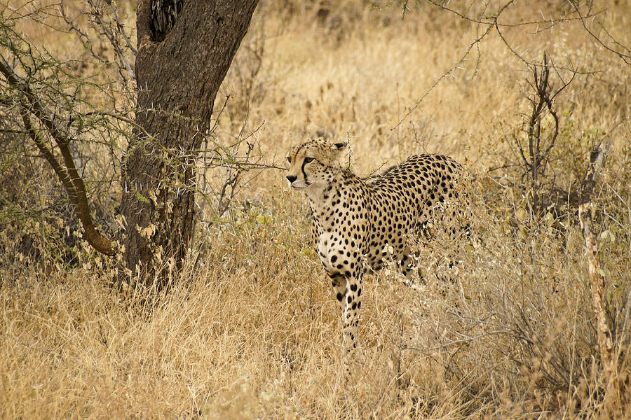 Cheetah on the Prowl #1 Photograph by Michele Burgess