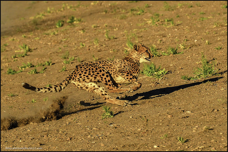 Cheetah on the run #1 Photograph by LeeAnn McLaneGoetz McLaneGoetzStudioLLCcom