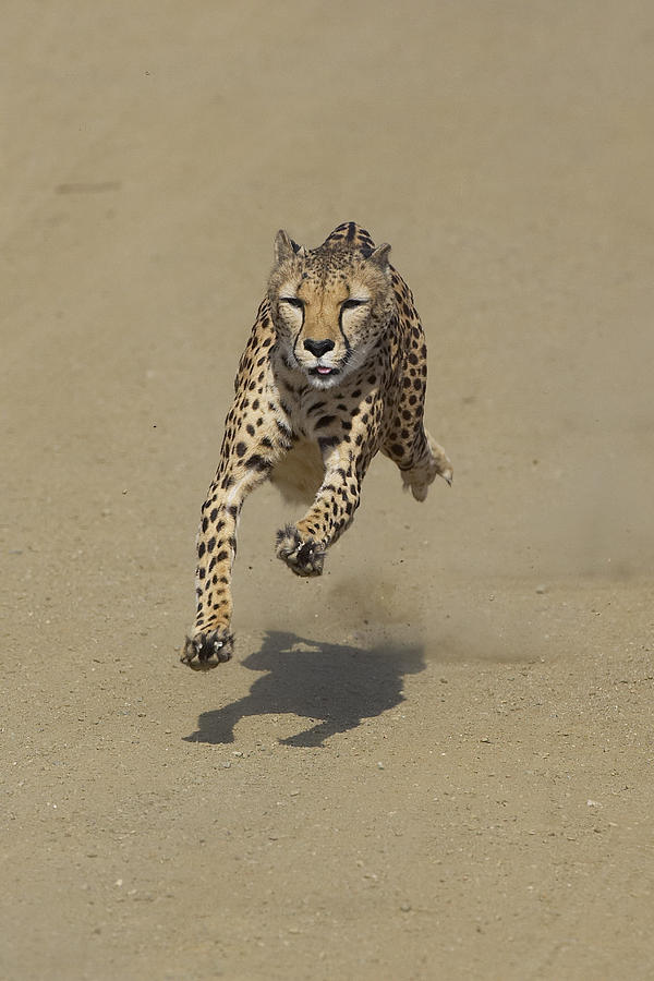 Cheetah Running #1 Photograph by San Diego Zoo