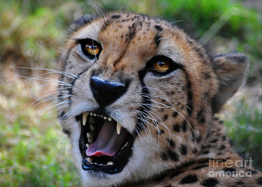 Cheetah #3 Photograph by Savannah Gibbs