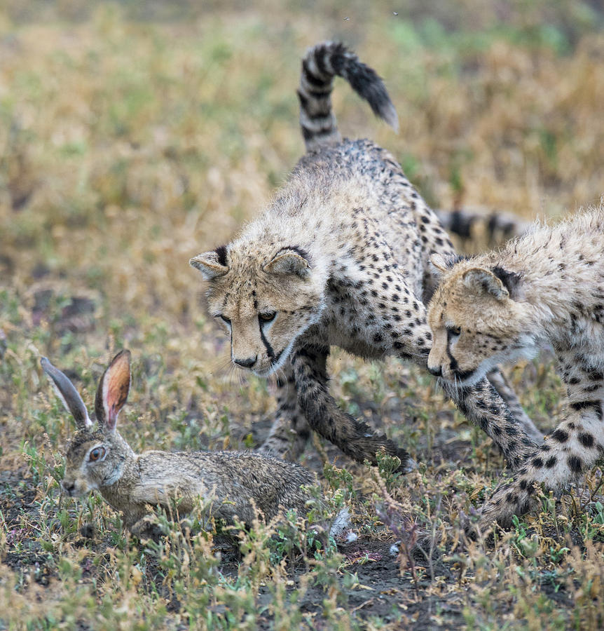 Wildlife Photograph - Cheetahs Acinonyx Jubatus Hunting #1 by Animal Images