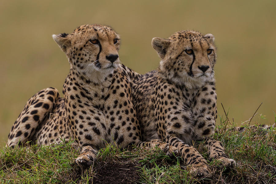 Cheetahs Scanning The Savanna For Prey #1 Photograph by Manoj Shah