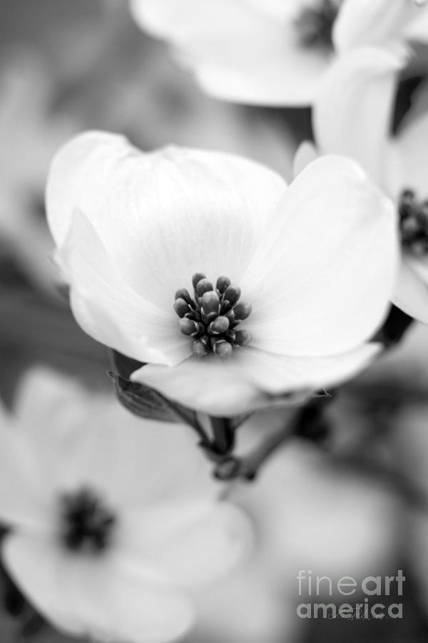 Dogwood Blossom Photograph by Iris Richardson
