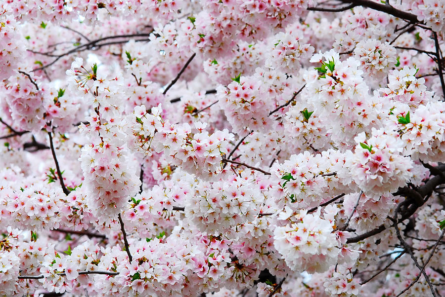 Cherry Blossom Background #1 Photograph by Songquan Deng