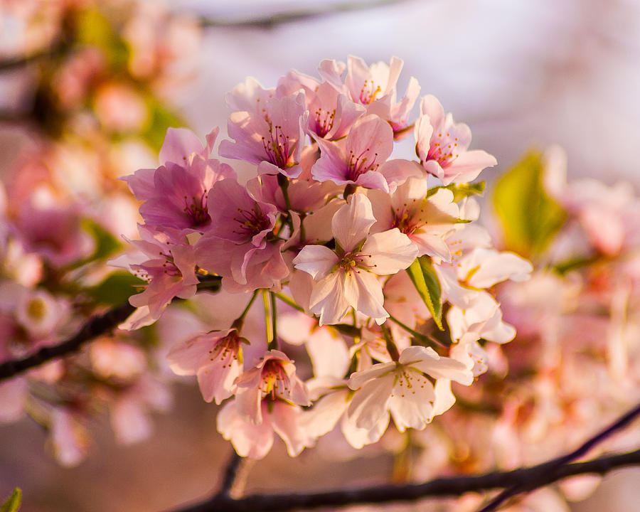 Nature Photograph - Cherry Blossom Cluster #1 by Tony Delsignore