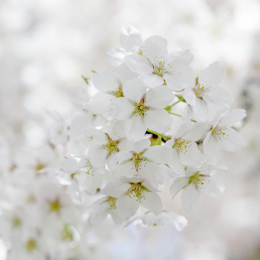 Cherry Blossom In Bloom #1 Photograph by Doug Armand