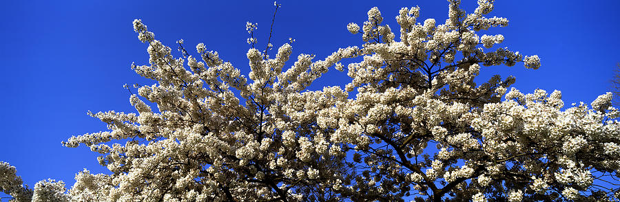 Cherry Blossom In St. Jamess Park, City #1 Photograph by Panoramic Images
