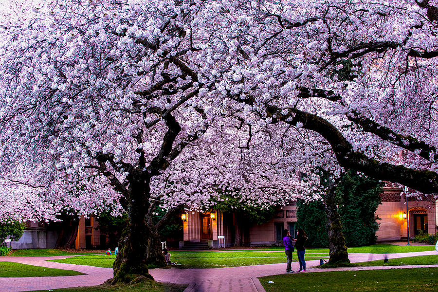 Cherry blossom in UW #1 Photograph by Hisao Mogi
