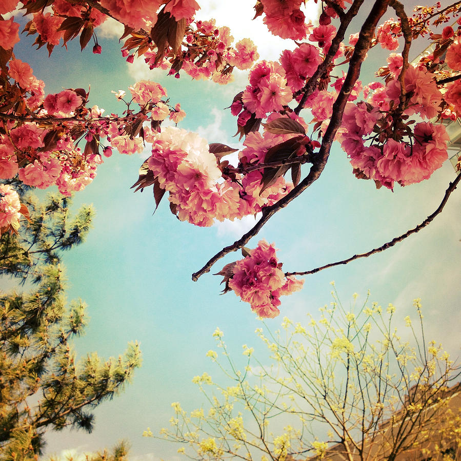 Cherry Blossom #2 Photograph by Natasha Marco