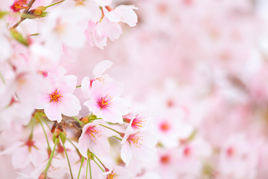 Cherry Blossom Photograph By Ngkaki - Fine Art America