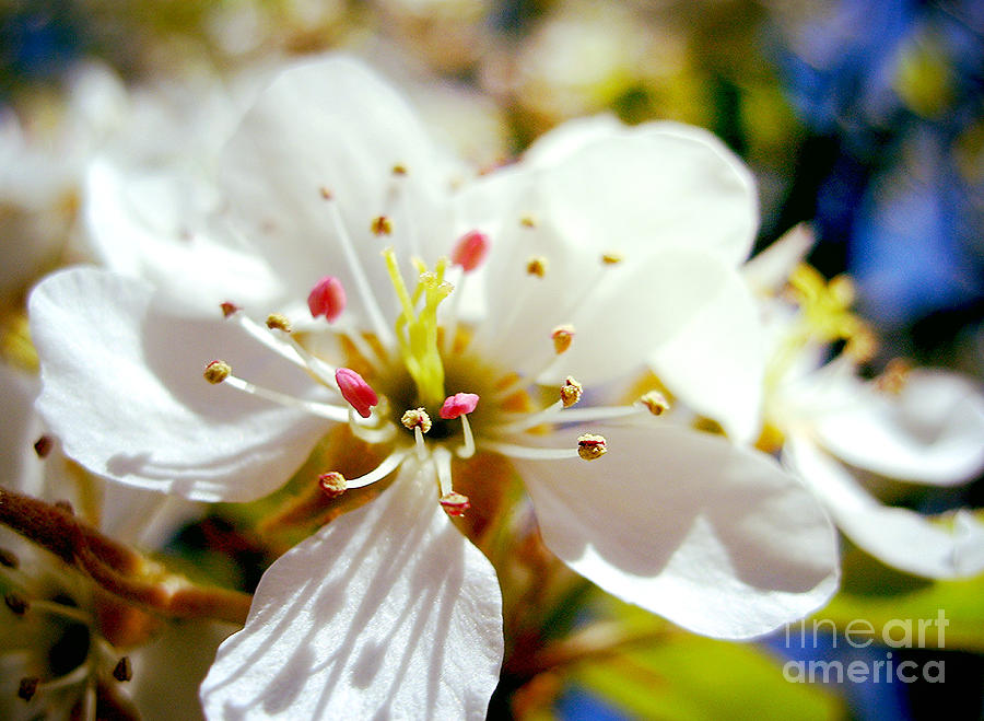 Cherry Blossom Photograph by Nina Ficur Feenan