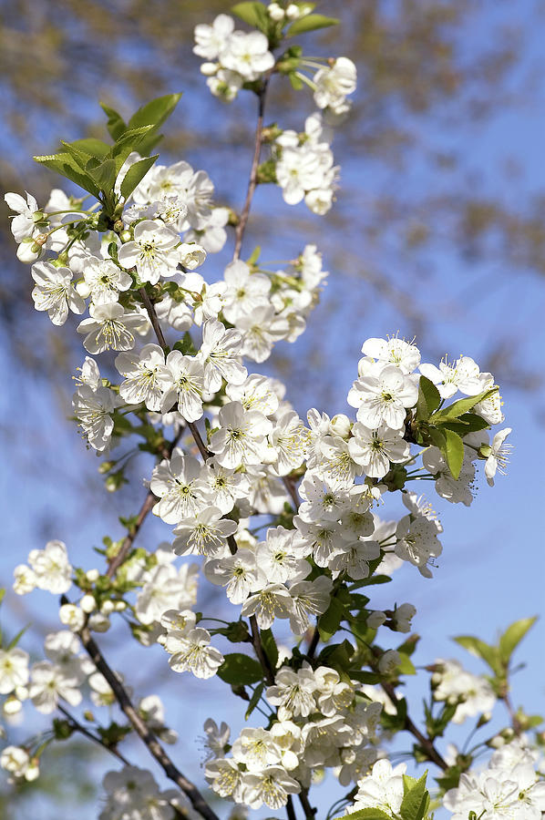 Cherry Blossom (prunus Morello) #1 Photograph by Science Photo Library Cherry Blossom (prunus Morello) #1 Photograph by Science Photo Library