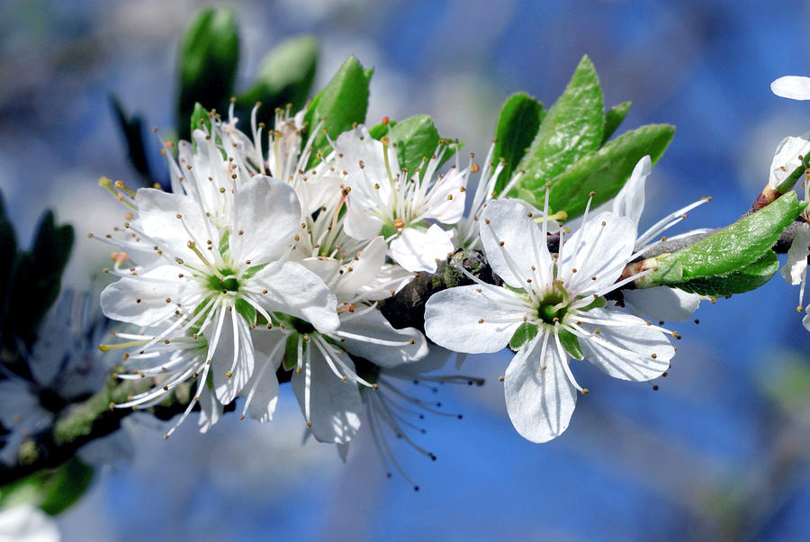 Cherry Blossom (prunus Sp.) #1 Photograph by Science Photo Library Cherry Blossom (prunus Sp.) #1 Photograph by Science Photo Library