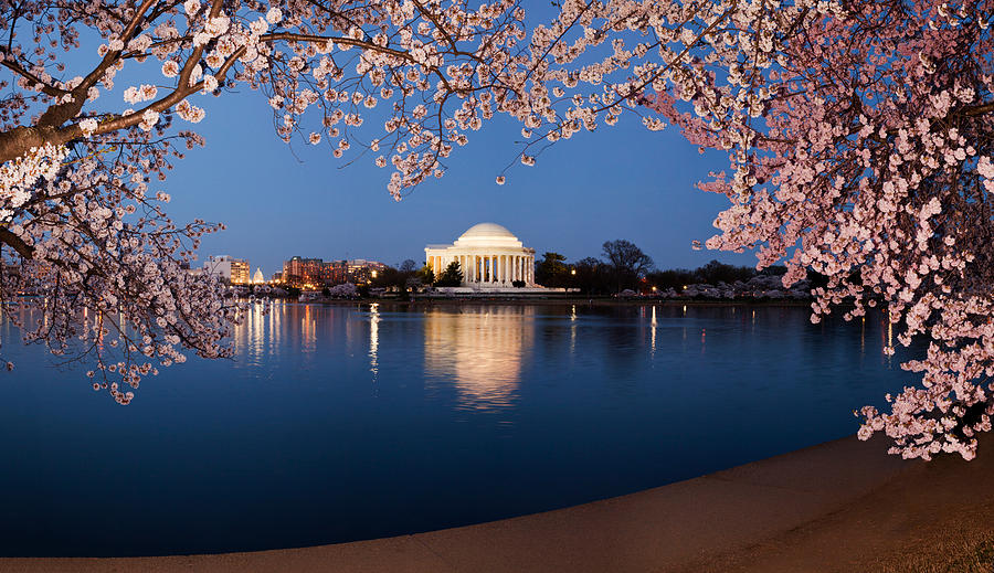 Cherry Blossom Tree With A Memorial #1 Photograph by Panoramic Images