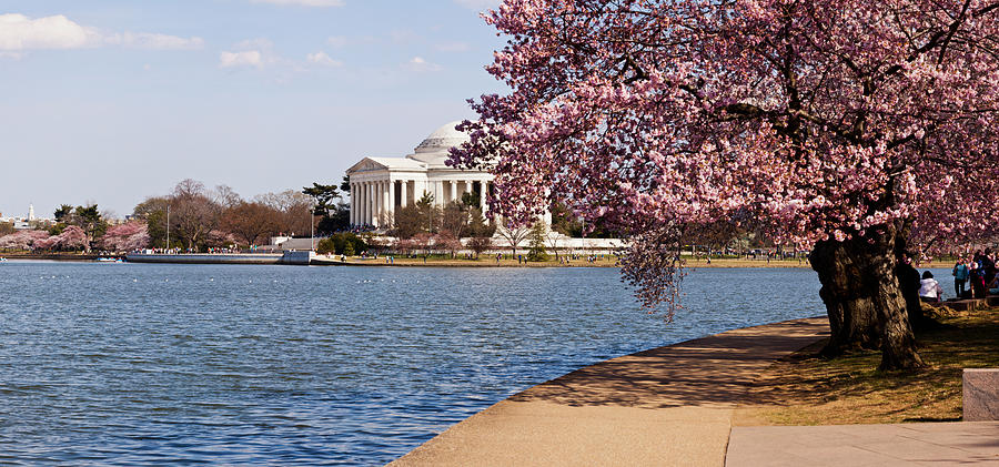 Architecture Photograph - Cherry Blossom Trees In The Tidal Basin #1 by Panoramic Images