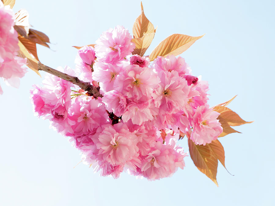 Cherry Blossom #1 Photograph by Wladimir Bulgar