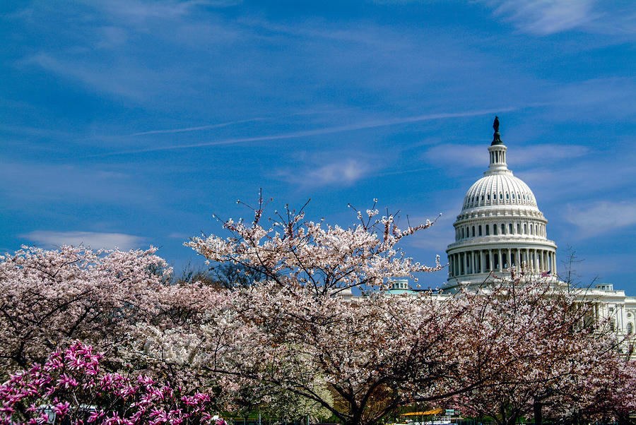 Cherry Blossoms And Us Capitol Photograph By Richard Nowitz