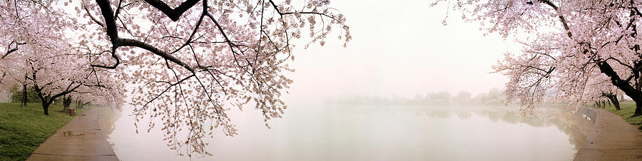 Cherry Blossoms At The Lakeside #1 Photograph by Panoramic Images