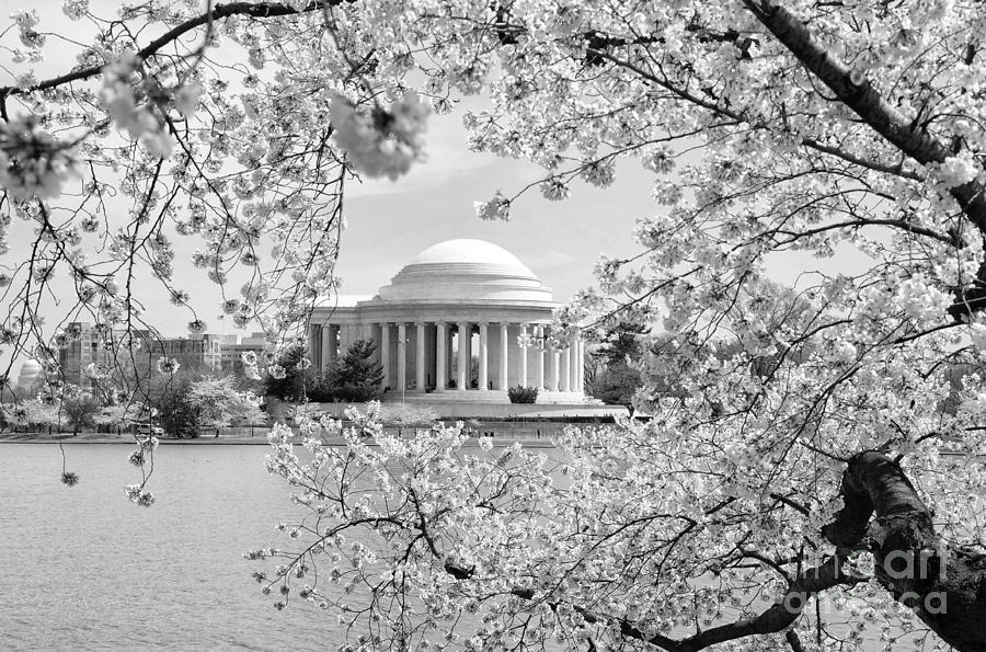 Jefferson Memorial Photograph - Cherry Blossoms #1 by Cathy Alba