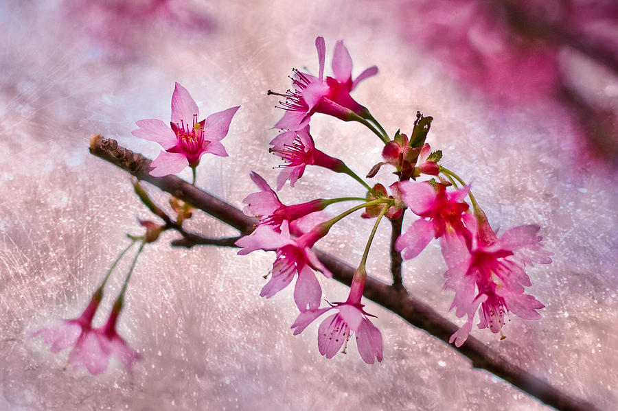 Spring Photograph - Cherry Blossoms by Elvira Pinkhas