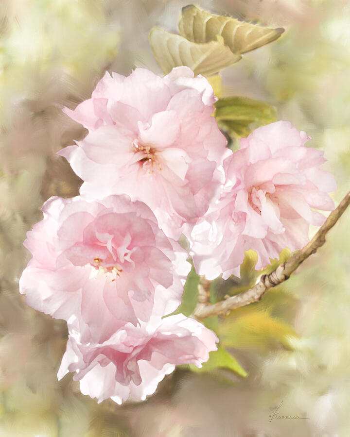 Cherry Blossoms Digital Art by Frances Miller