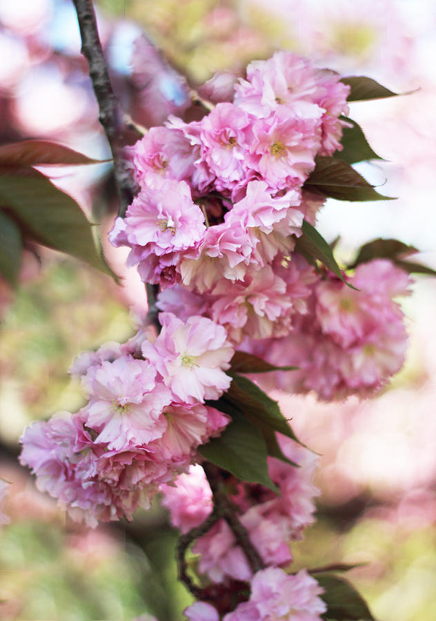 Cherry Blossoms #2 Photograph by Jessica Jenney