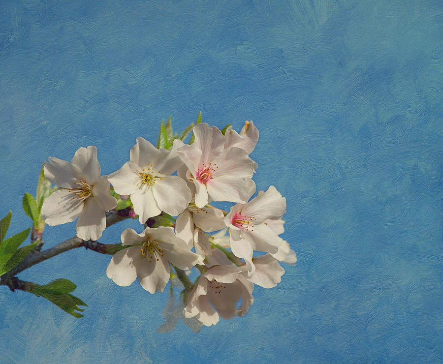 Cherry Blossoms #3 Photograph by Kim Hojnacki