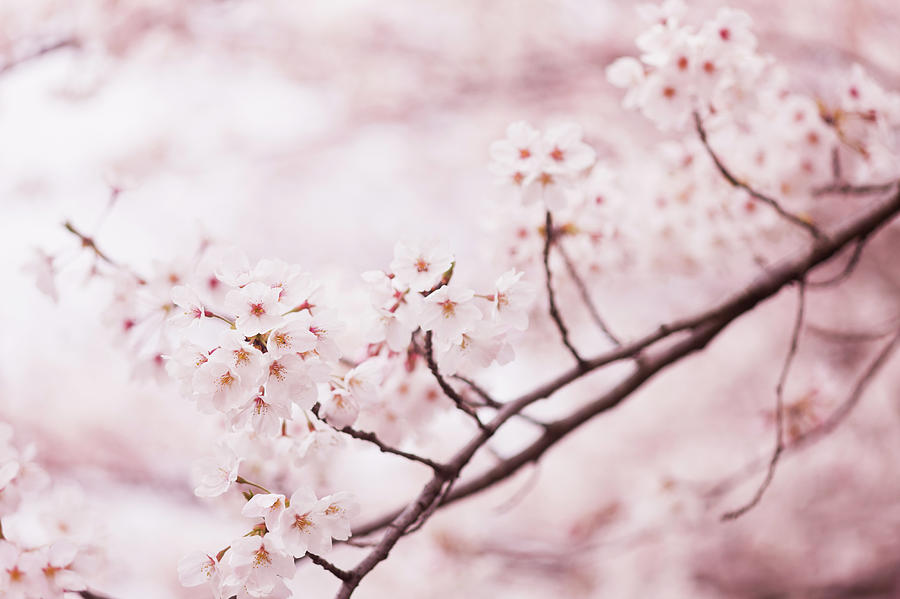 Cherry Blossoms #1 Photograph by Ooyoo