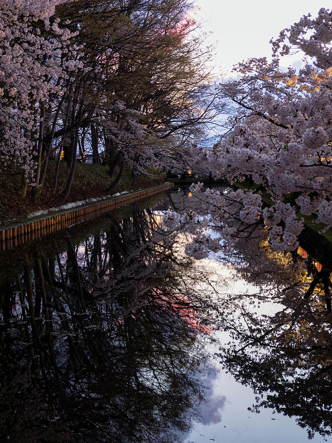 Cherry Blossoms Reflected In Outer #1 Photograph by Panoramic Images