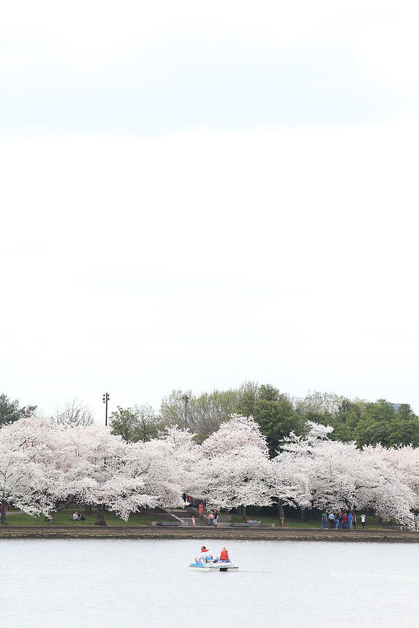 Flower Photograph - Cherry Blossoms - Washington DC - 011310 #1 by DC Photographer