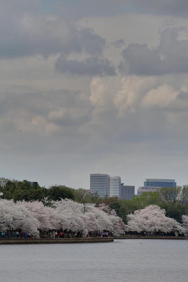 Flower Photograph - Cherry Blossoms - Washington DC - 011313 #1 by DC Photographer