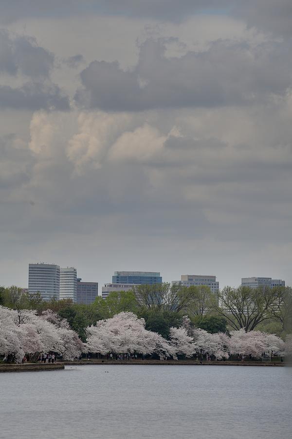 Flower Photograph - Cherry Blossoms - Washington DC - 011315 #1 by DC Photographer