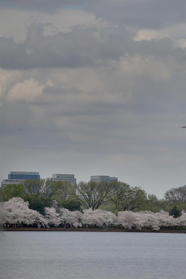 Flower Photograph - Cherry Blossoms - Washington DC - 011317 #1 by DC Photographer