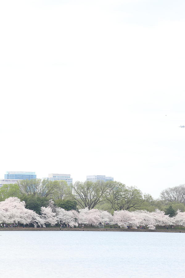 Flower Photograph - Cherry Blossoms - Washington DC - 011318 #1 by DC Photographer