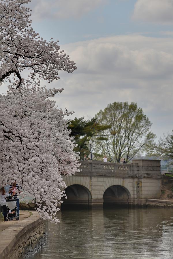 Flower Photograph - Cherry Blossoms - Washington DC - 011328 #1 by DC Photographer