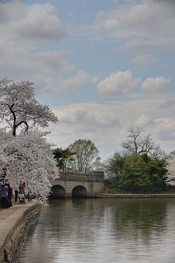 Flower Photograph - Cherry Blossoms - Washington DC - 011329 #1 by DC Photographer