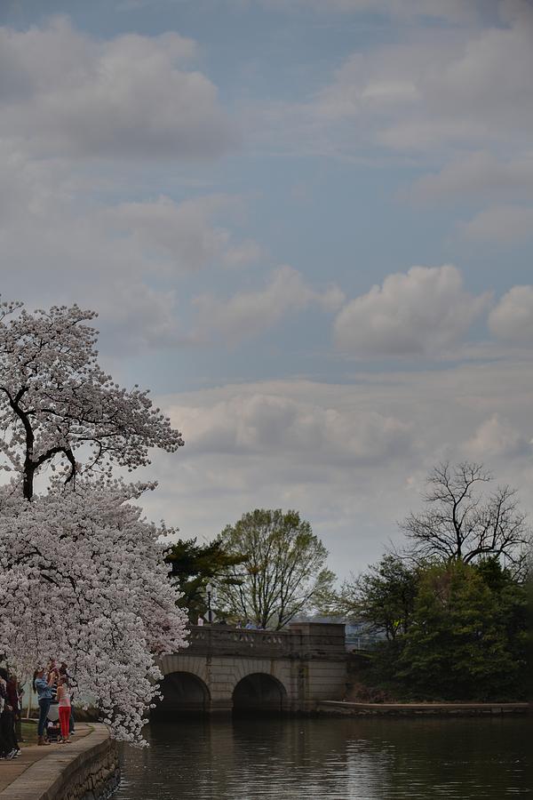 Flower Photograph - Cherry Blossoms - Washington DC - 011331 #1 by DC Photographer