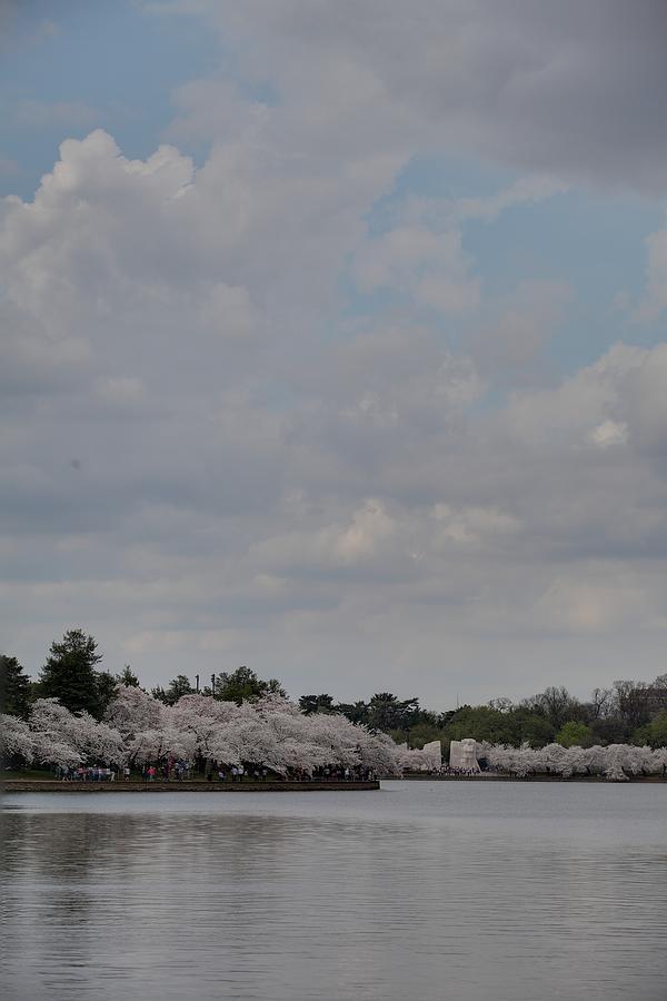 Flower Photograph - Cherry Blossoms - Washington DC - 011332 #1 by DC Photographer