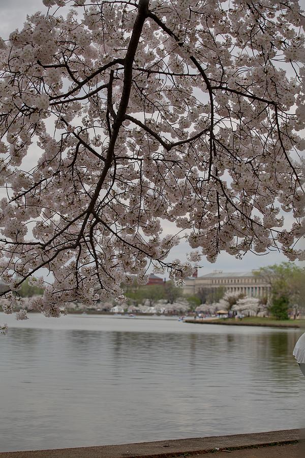 Flower Photograph - Cherry Blossoms - Washington DC - 011337 #1 by DC Photographer