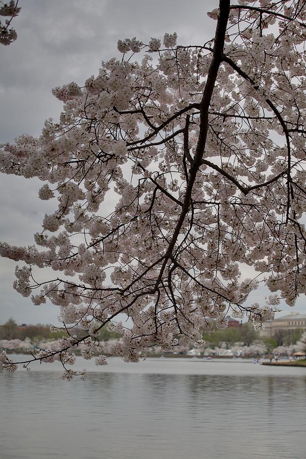 Flower Photograph - Cherry Blossoms - Washington DC - 011338 #1 by DC Photographer