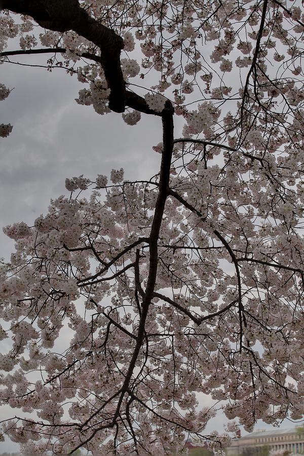 Flower Photograph - Cherry Blossoms - Washington DC - 011339 #1 by DC Photographer