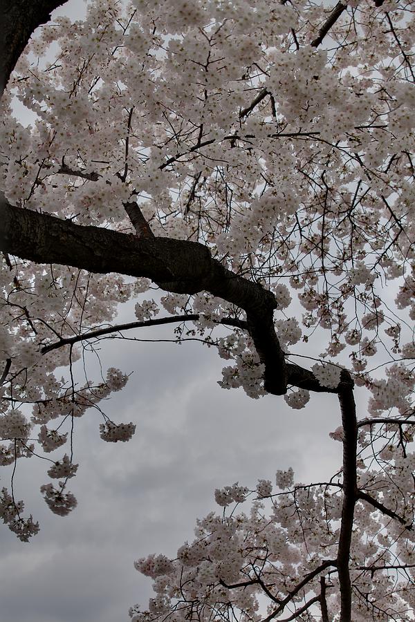 Flower Photograph - Cherry Blossoms - Washington DC - 011341 #1 by DC Photographer