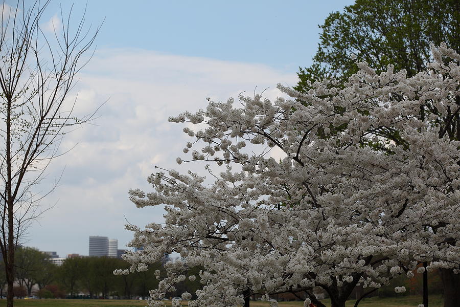 Cherry Blossoms - Washington DC - 011345 #1 Photograph by DC Photographer