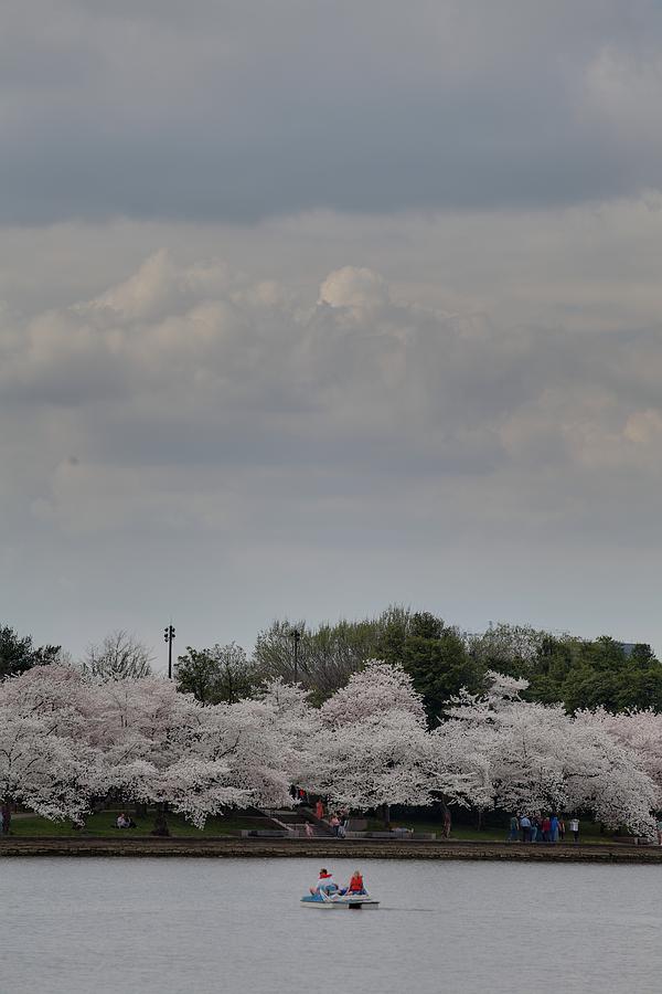 Flower Photograph - Cherry Blossoms - Washington DC - 01139 #1 by DC Photographer